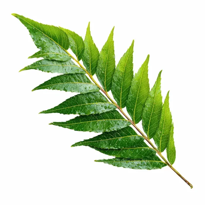 Neem In Ayurveda Benefits & Risks